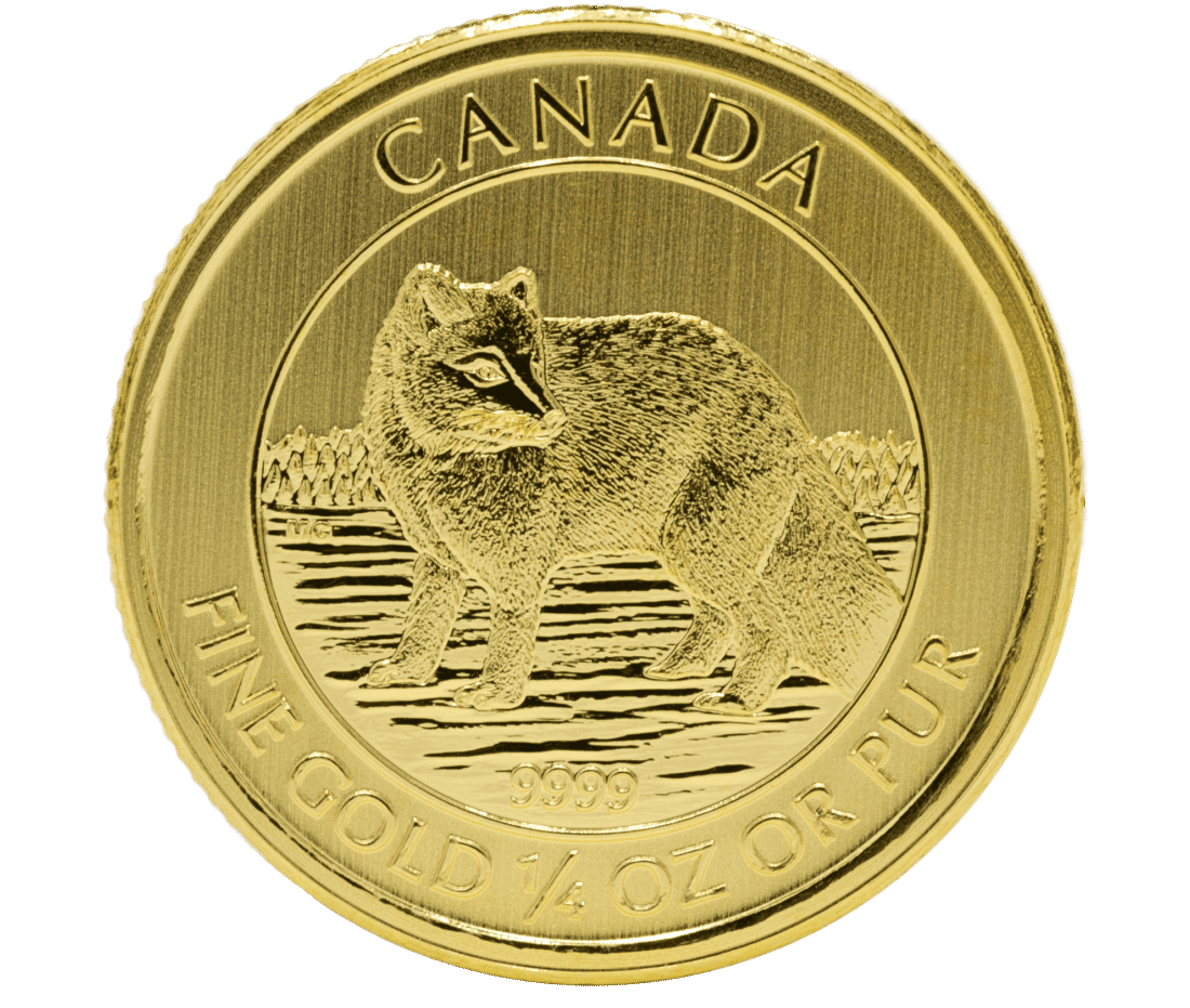 Gold Canadian Arctic Fox